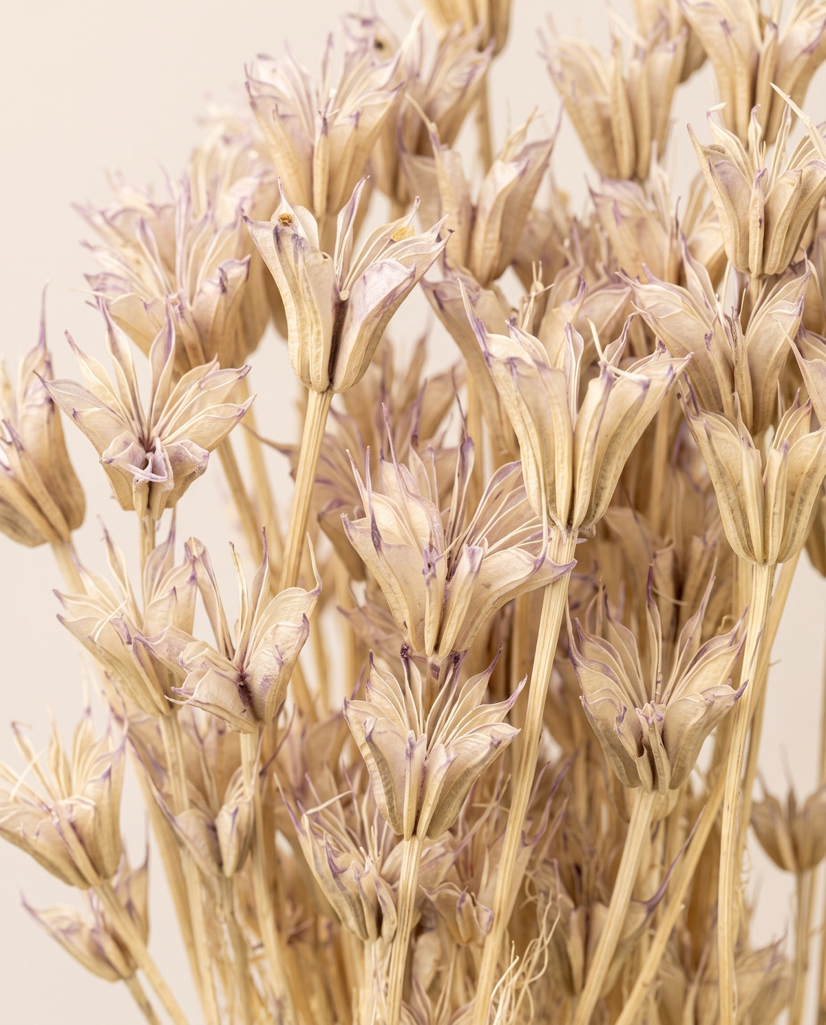 Detalle de cerca de nigella orientalis seca lavanda.