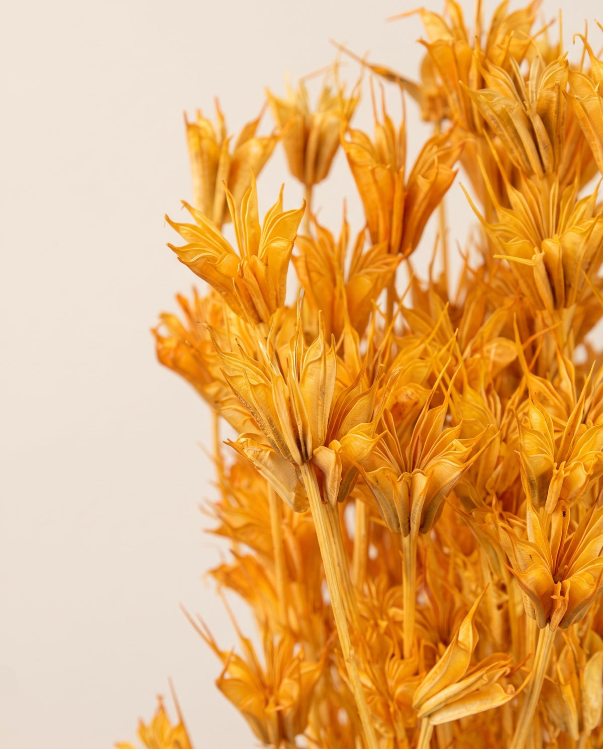 Detalle de cerca de nigella orientalis seca naranja.
