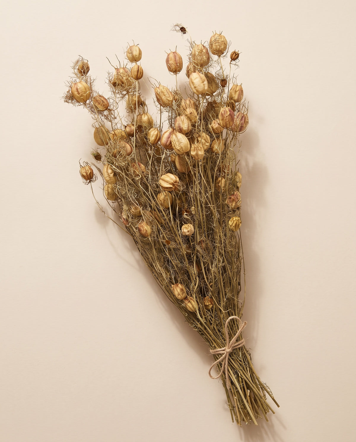 Nigella seca natural