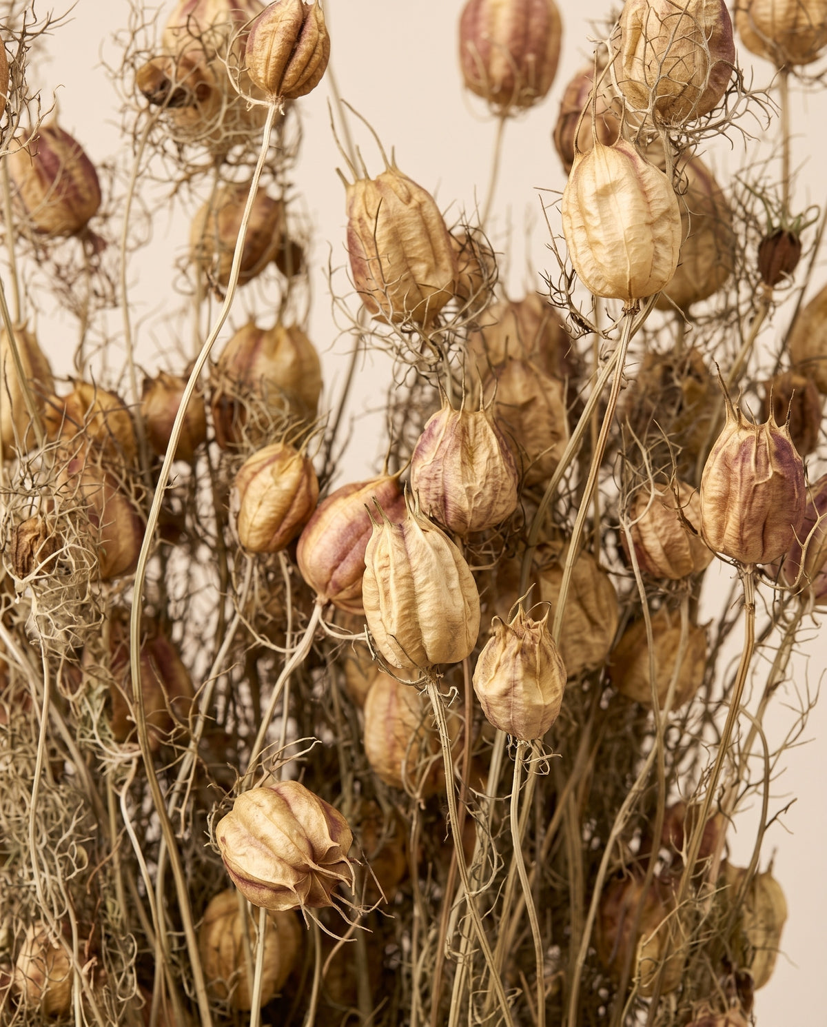 Detalle de cerca de nigella seca natural.