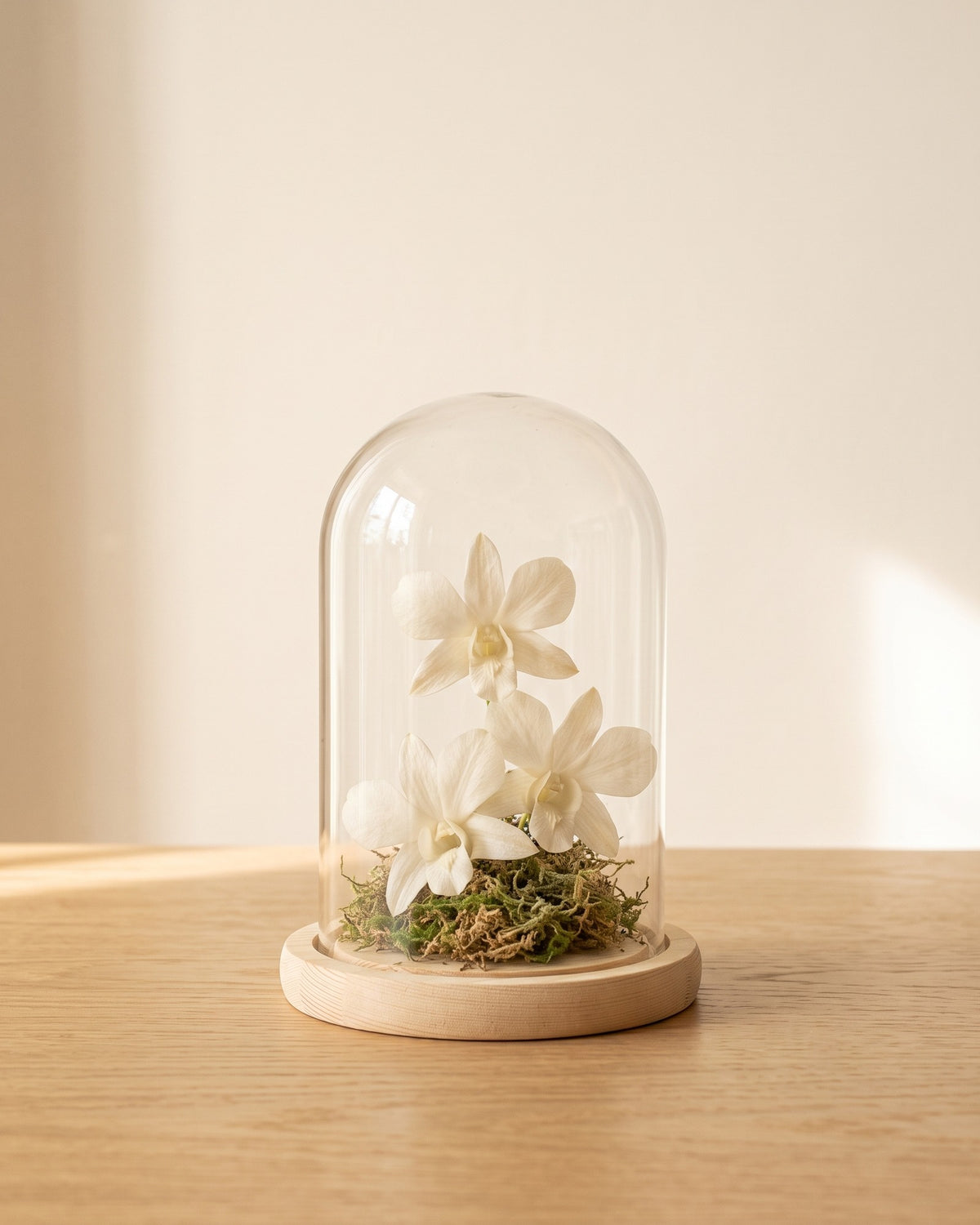 Orquídeas dendrobium preservadas blancas en una cúpula, ambientadas. Cúpula no incluida.