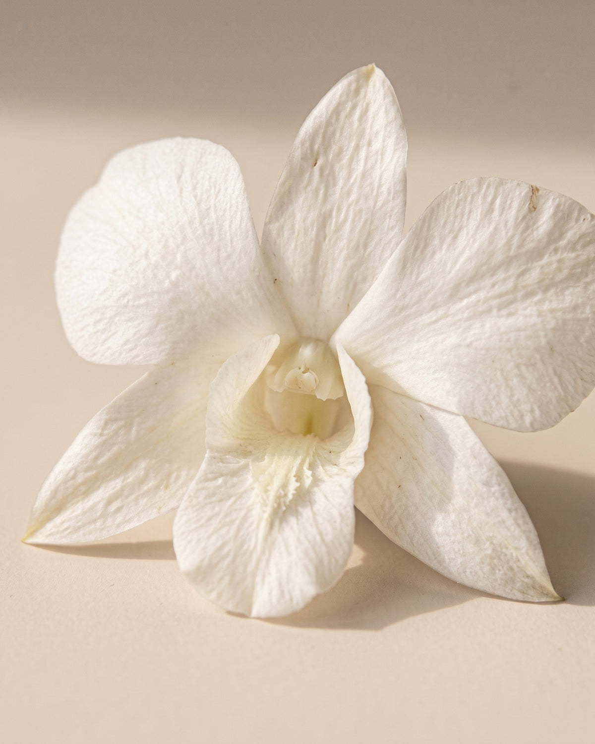 Detalle de los pétalos de una orquídea dendrobium preservada blanca