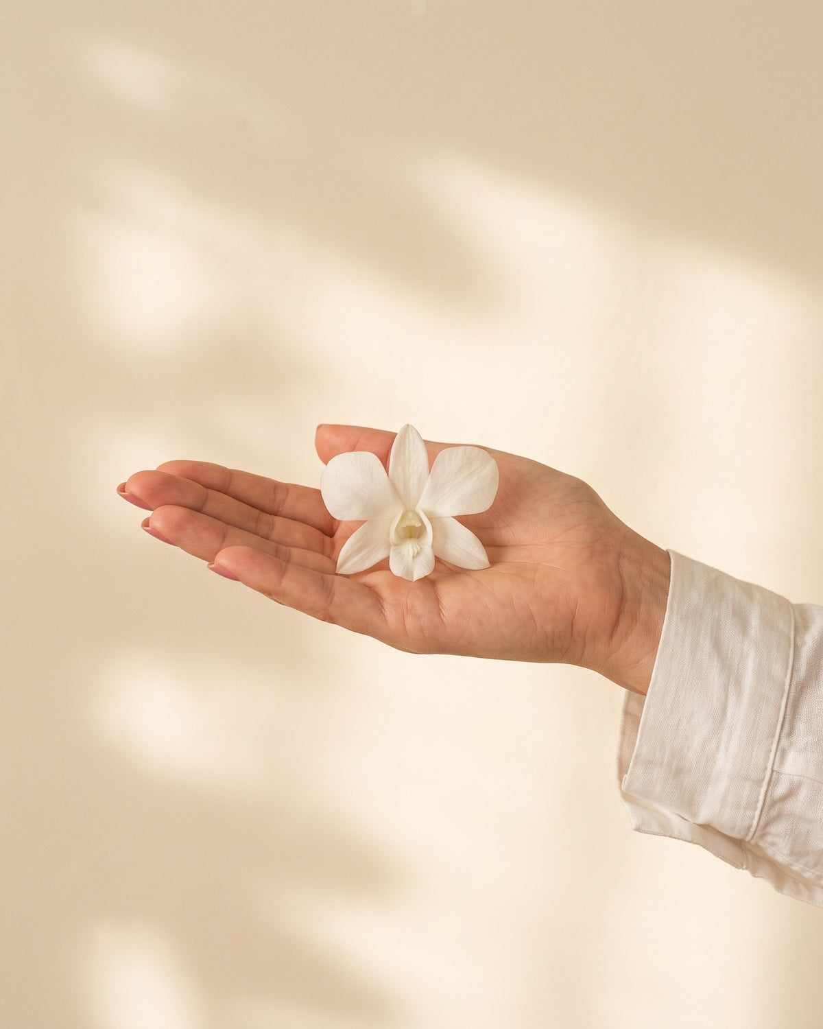 Orquídea dendrobium preservada blanca, una cabeza en la palma de la mano para ver su tamaño real