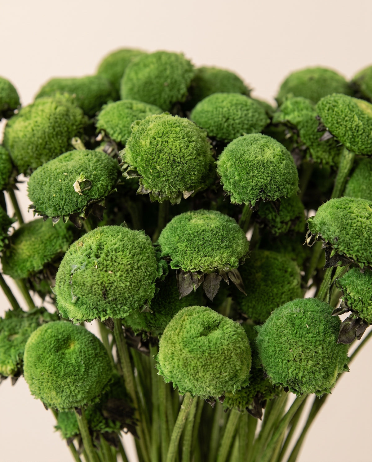 Detalle de cerca de pali preservado verde