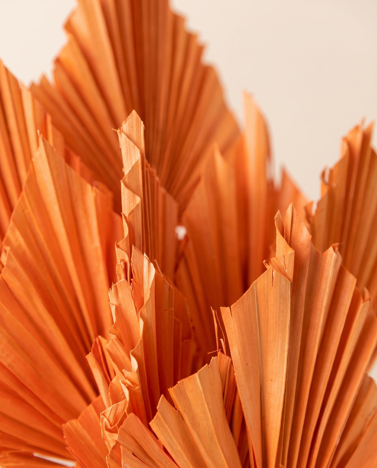 Detalle de cerca de palma coral spear seca naranja.