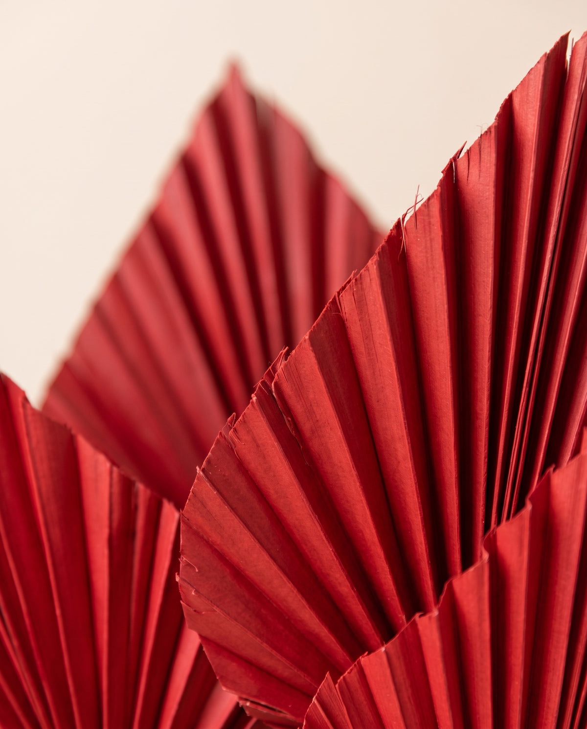 Detalle de cerca de palma spear seca roja.