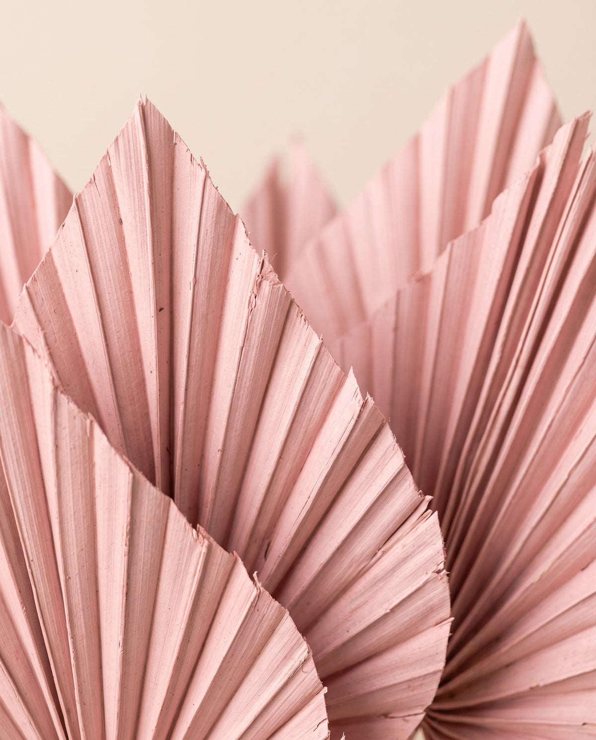 Detalle de cerca de palma spear seca rosa claro.