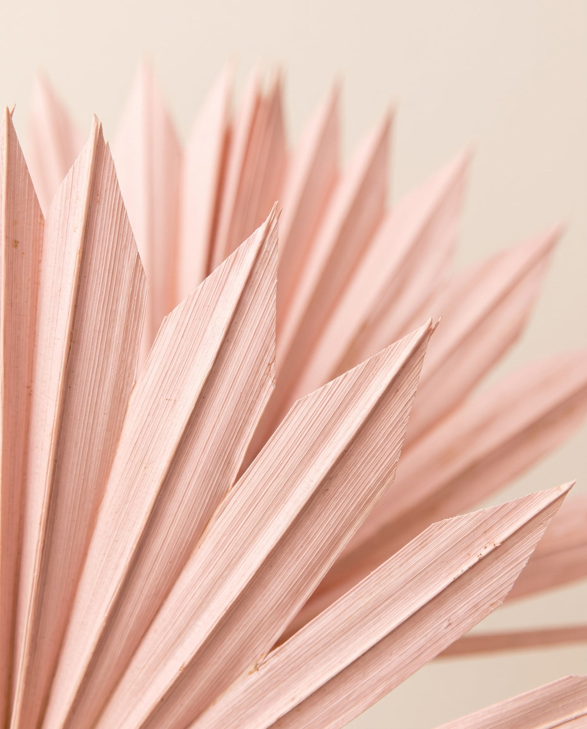 Detalle de cerca de palma sun seca rosa claro.