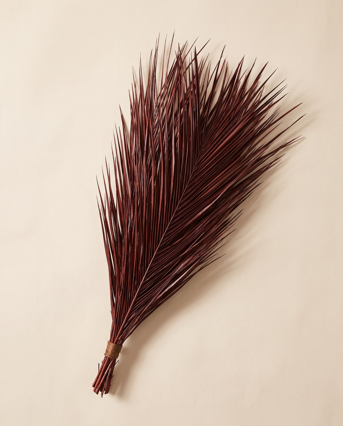 Palmeira robellini preservada grená, molho visto de cima
