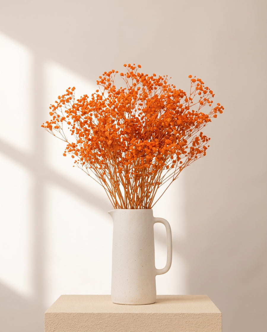 Paniculata preservada