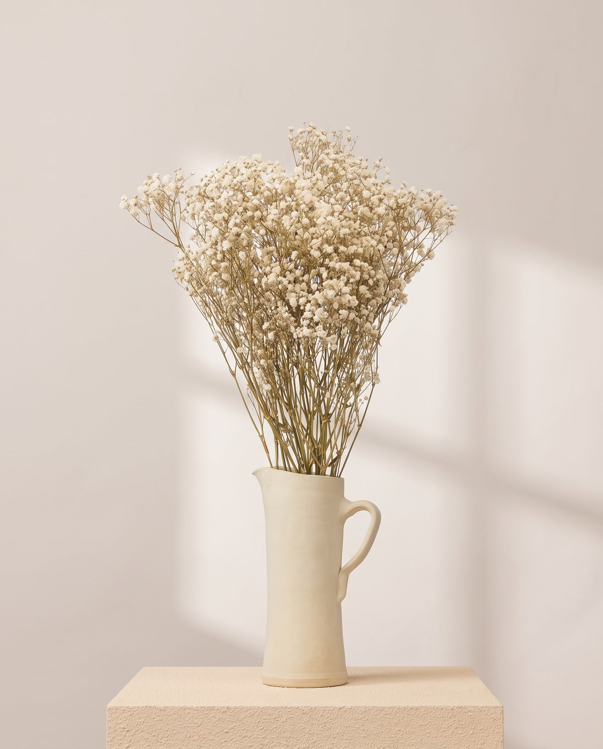 Paniculata preservada natural en una jarra de cerámica crema. Jarra no incluida.