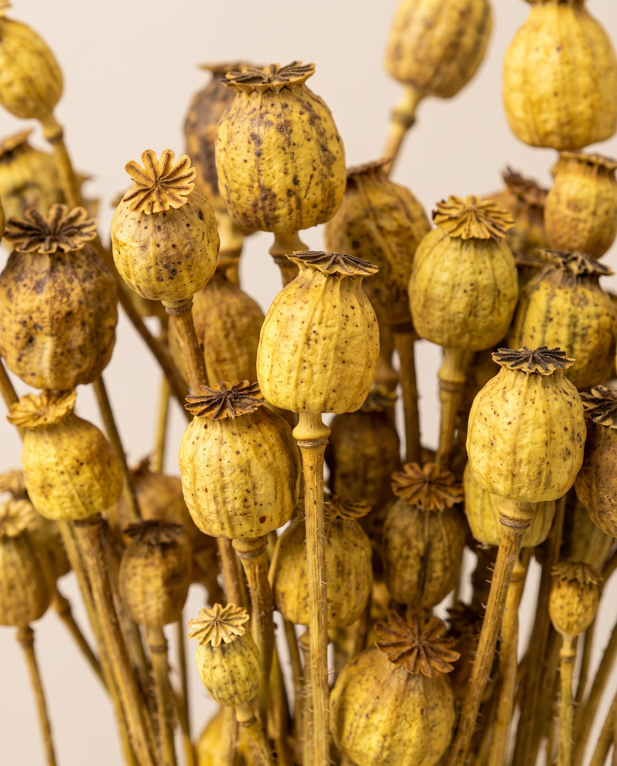 Detalle de cerca de papaver pintado seco amarillo.