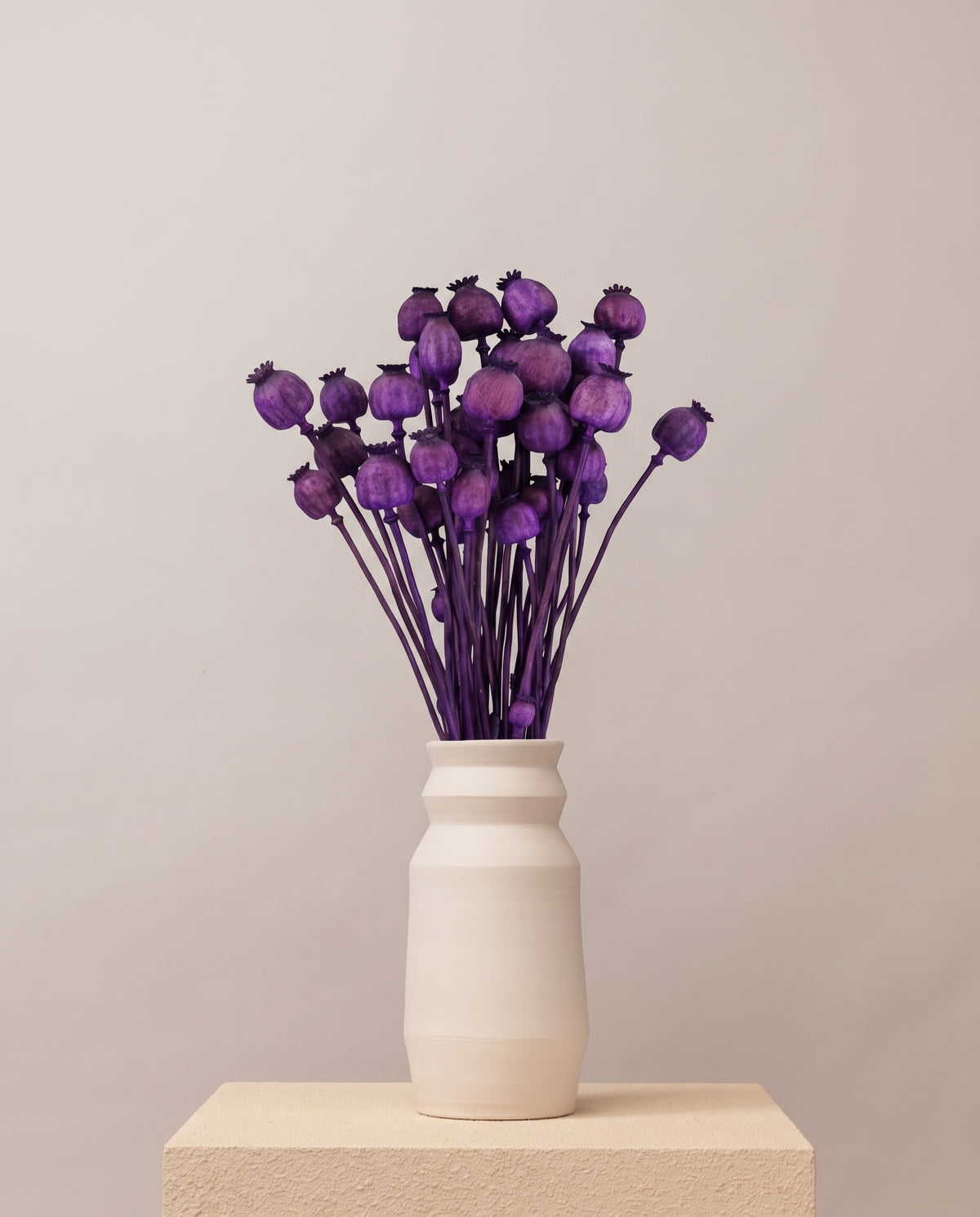 Papaver pintado seco morado en un jarrón. Jarrón no incluido.