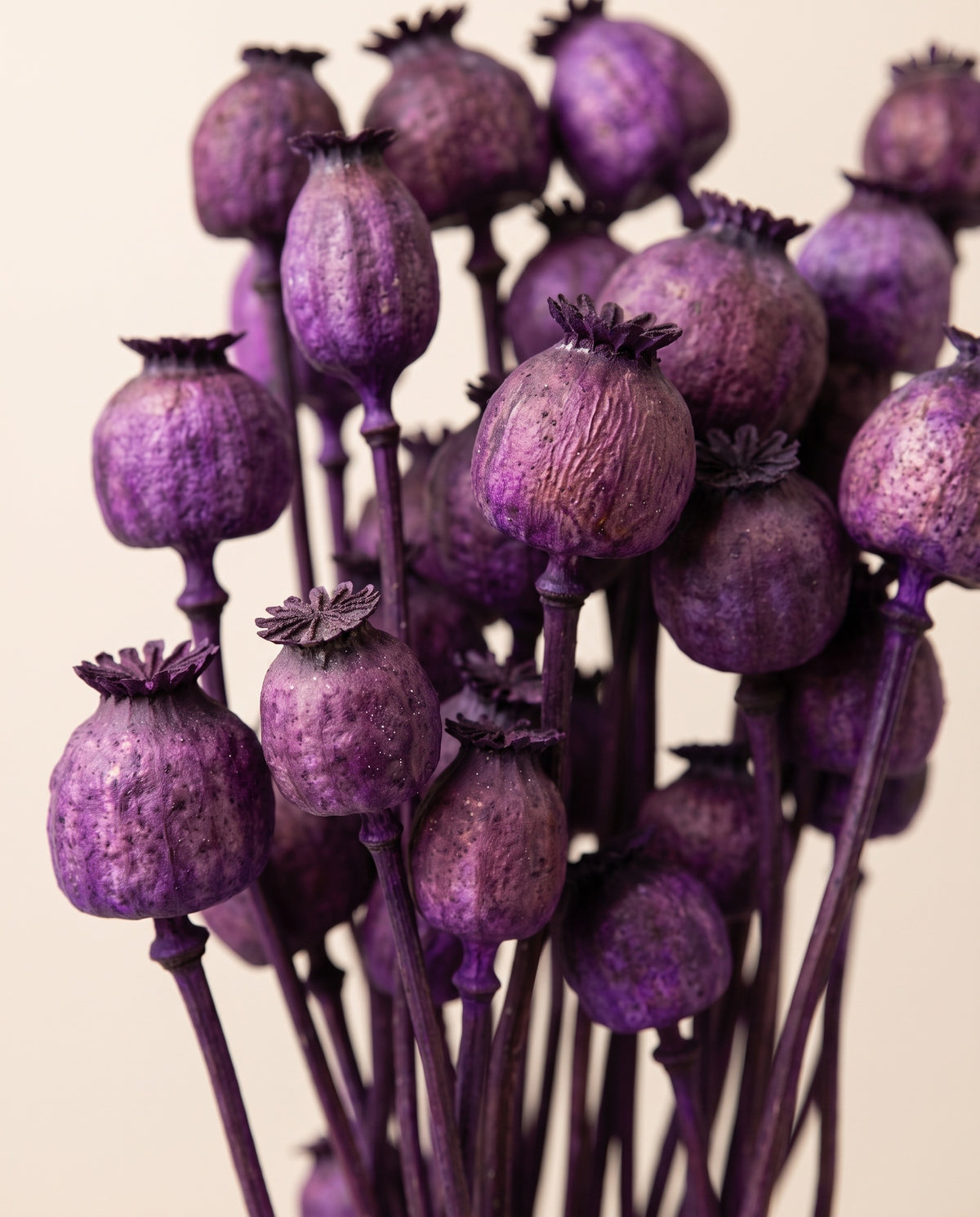 Detalle de cerca de papaver pintado seco morado.