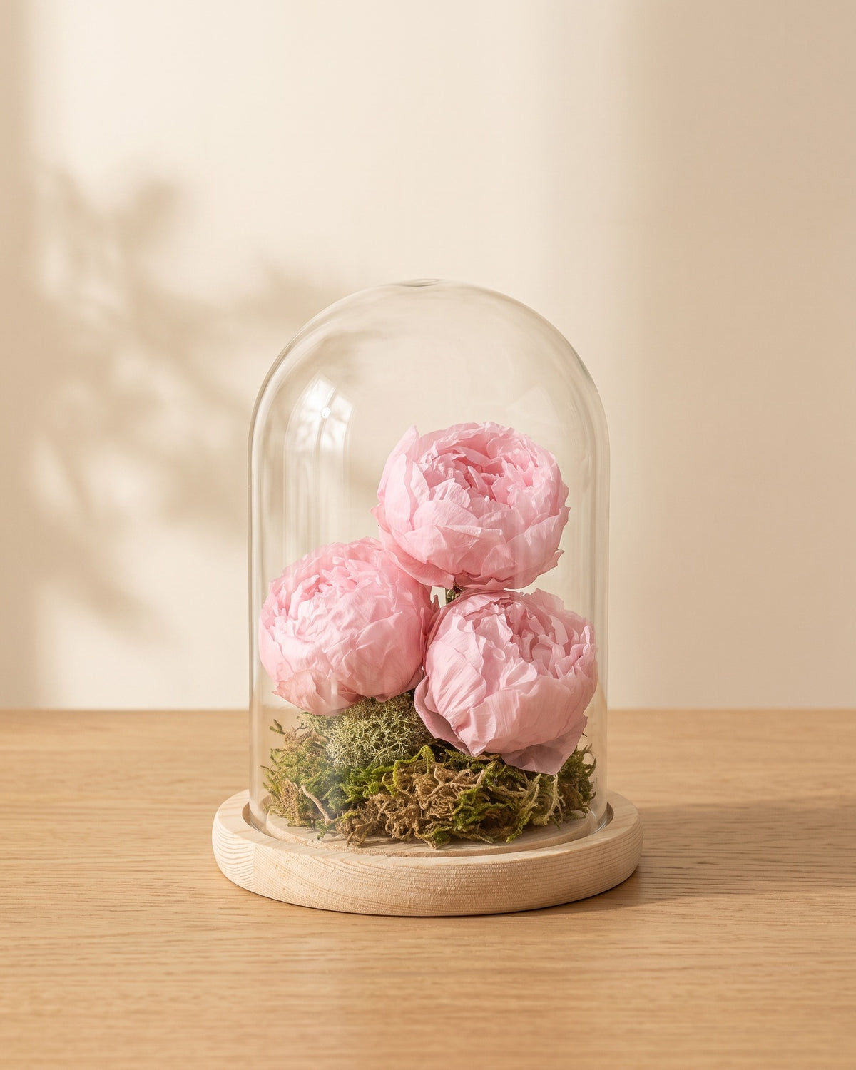 Peónias preservadas rosa numa cúpula, em ambiente decorado. Cúpula não incluída.