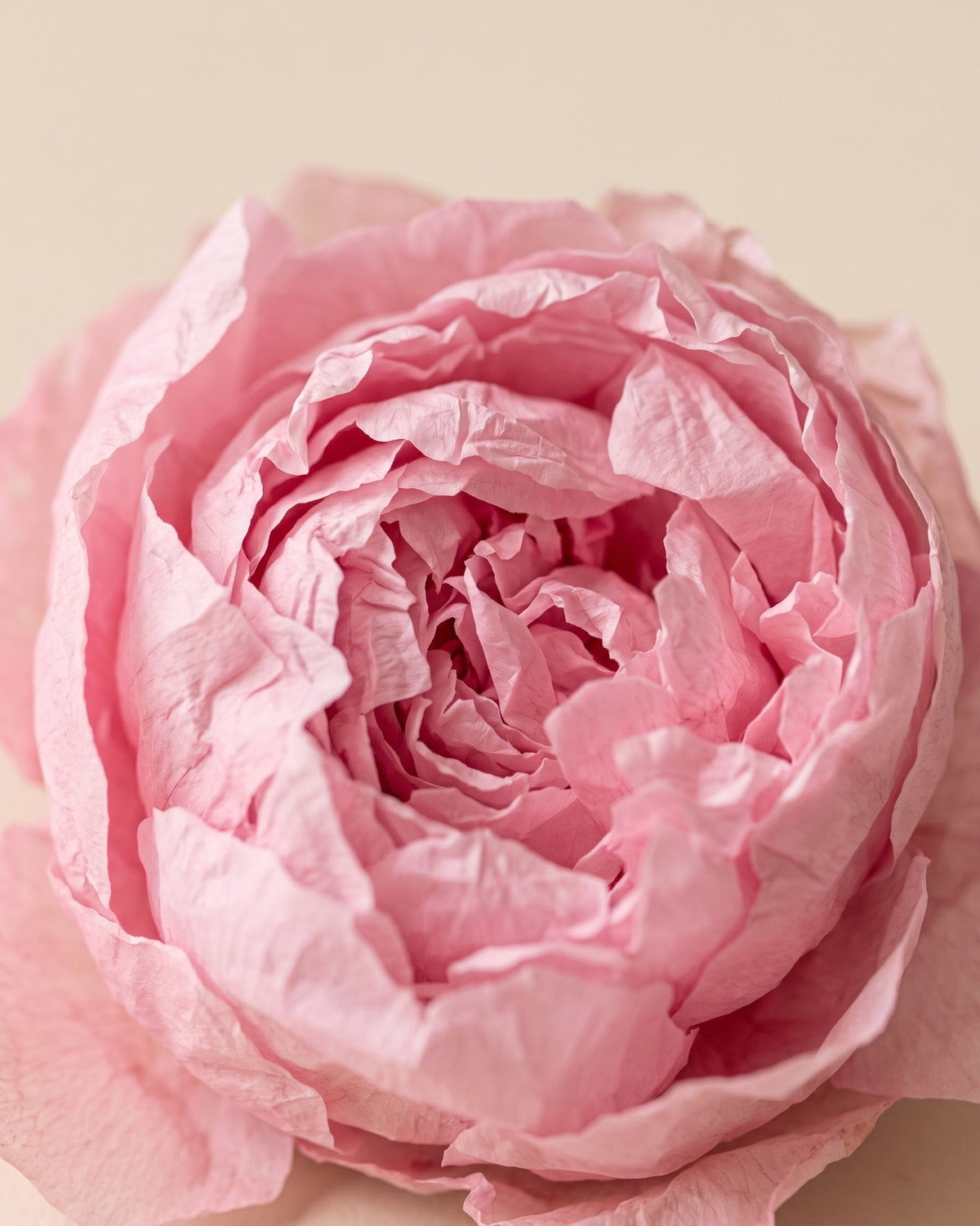Pormenor das pétalas de uma peónia preservada rosa