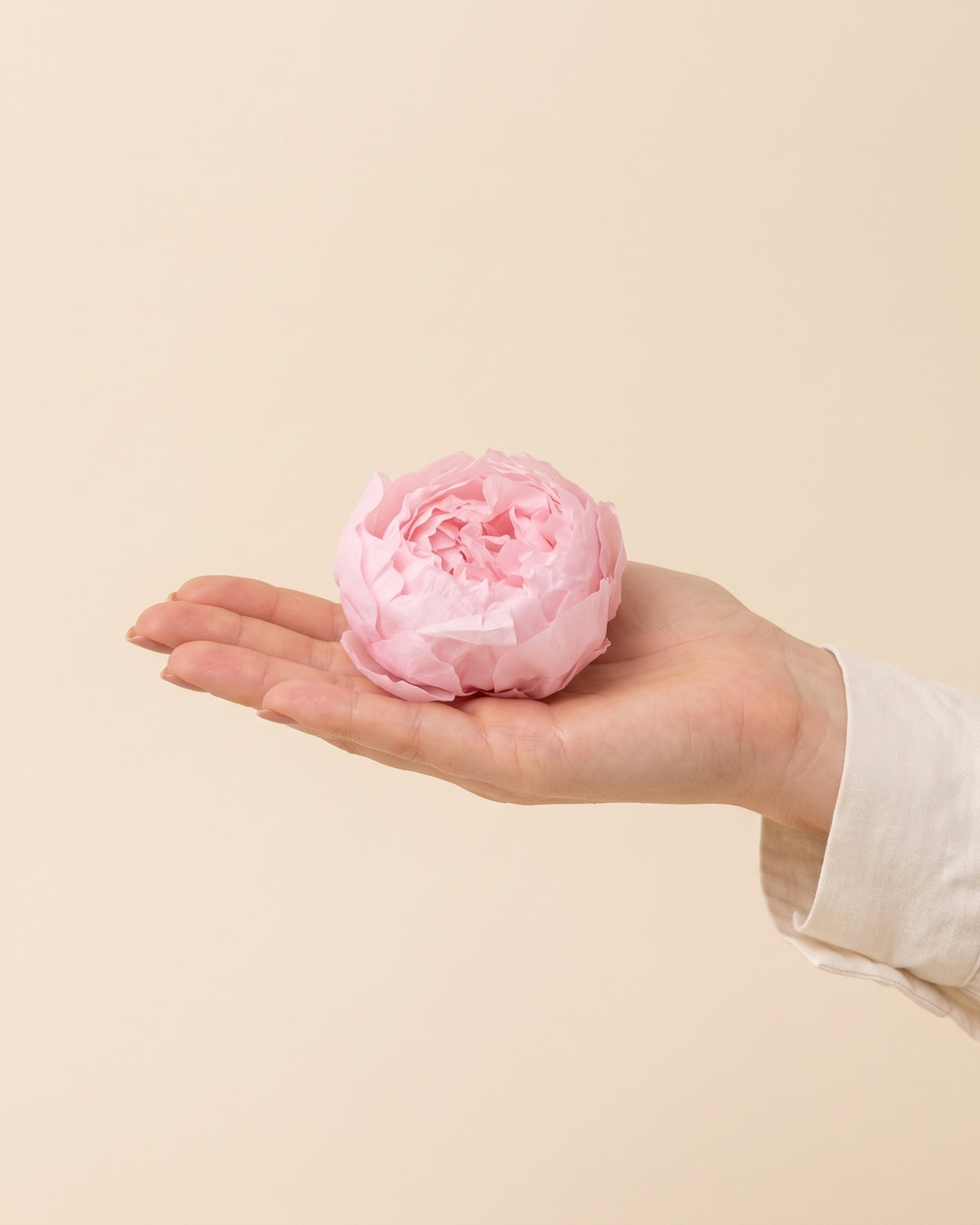 Peónia preservada rosa, uma cabeça na palma da mão para ver o tamanho real