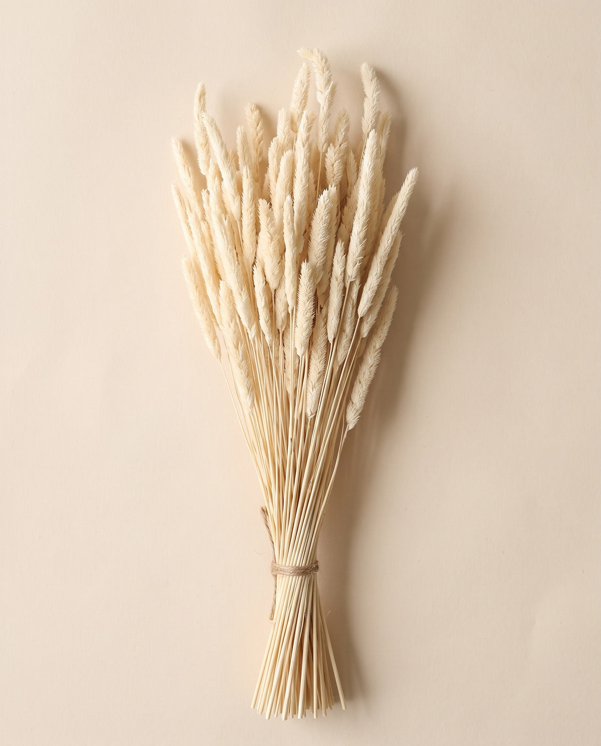 Phleum pratense seco blanco