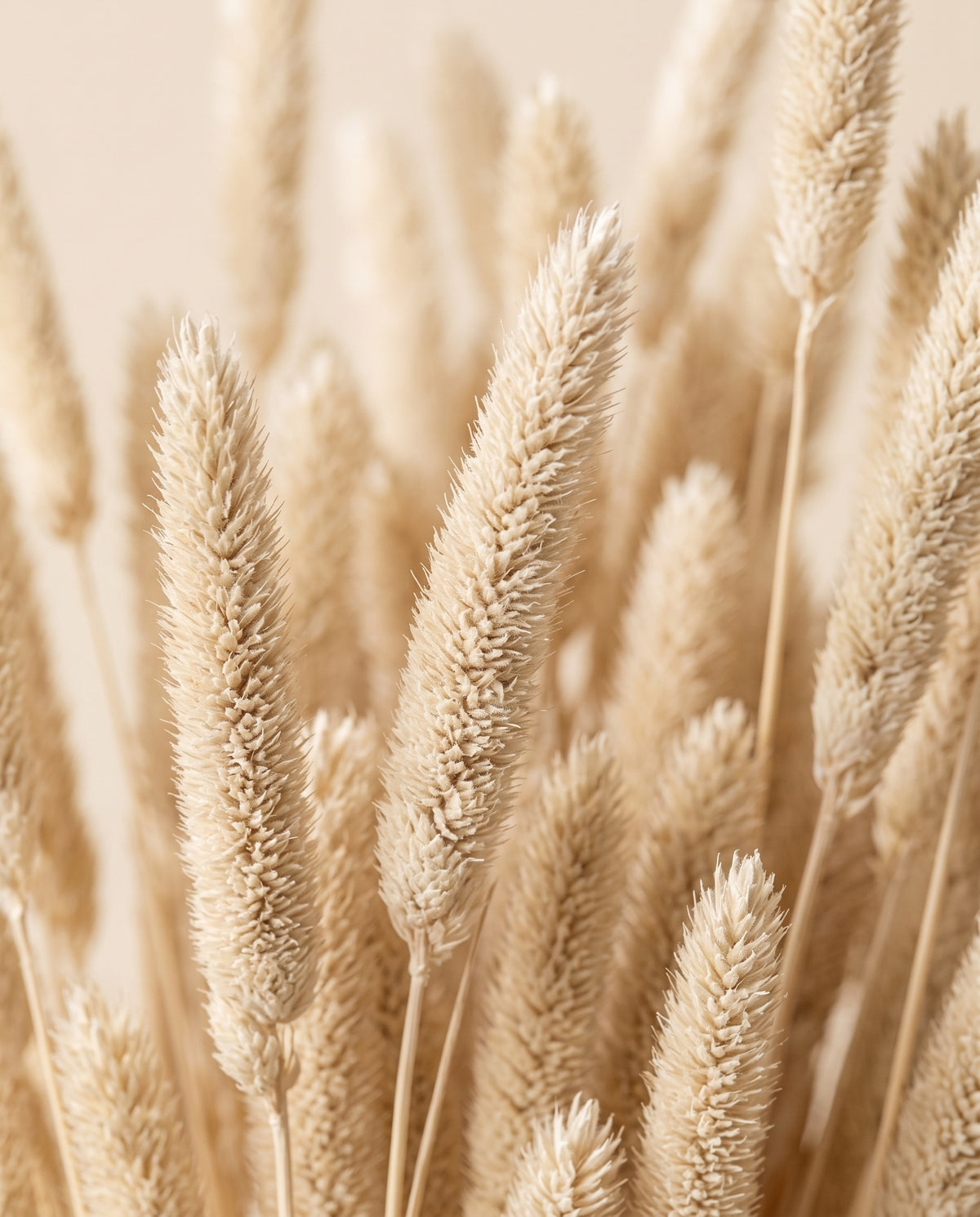 Detalle de cerca de phleum pratense seco blanco.