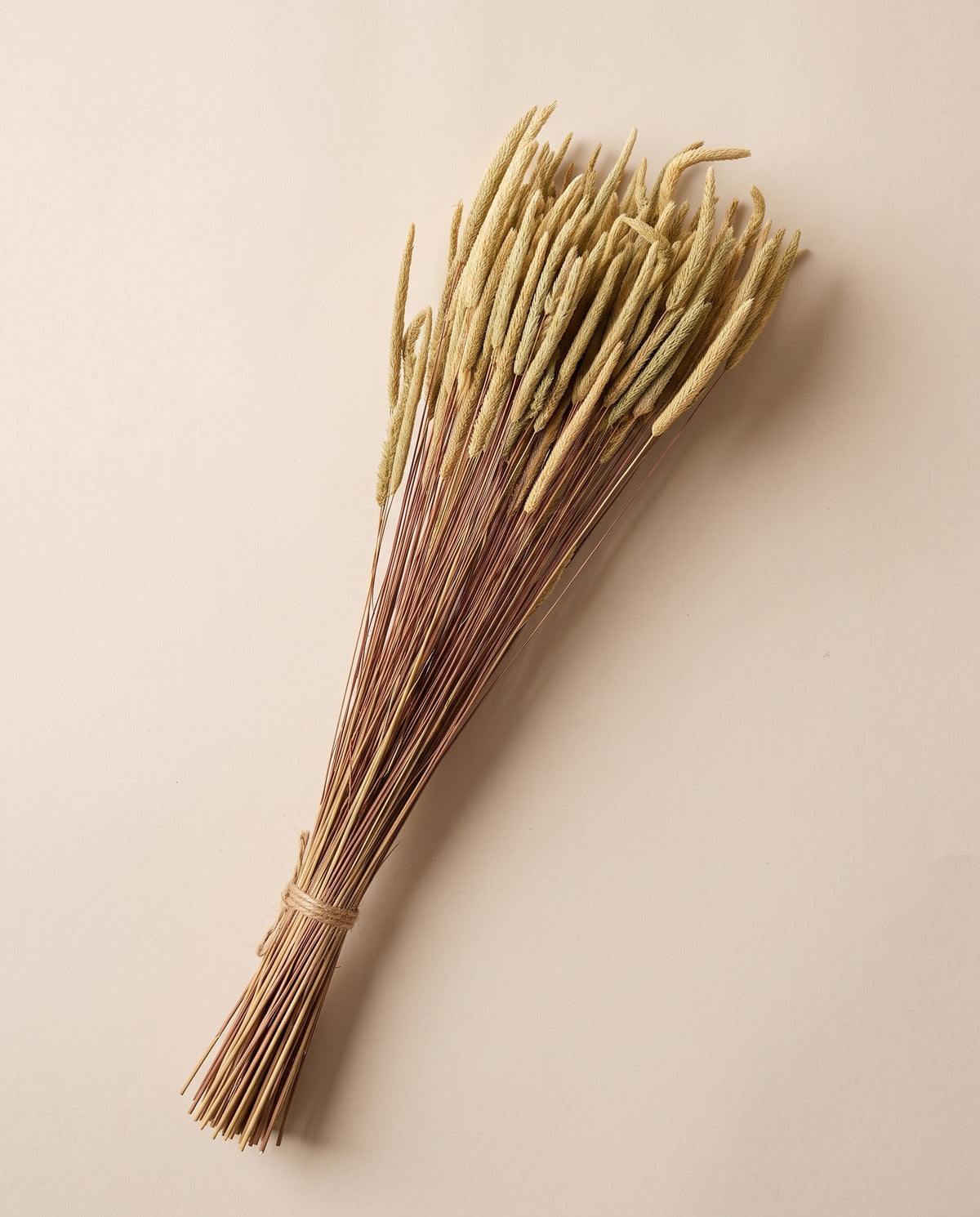 Phleum pratense seco natural