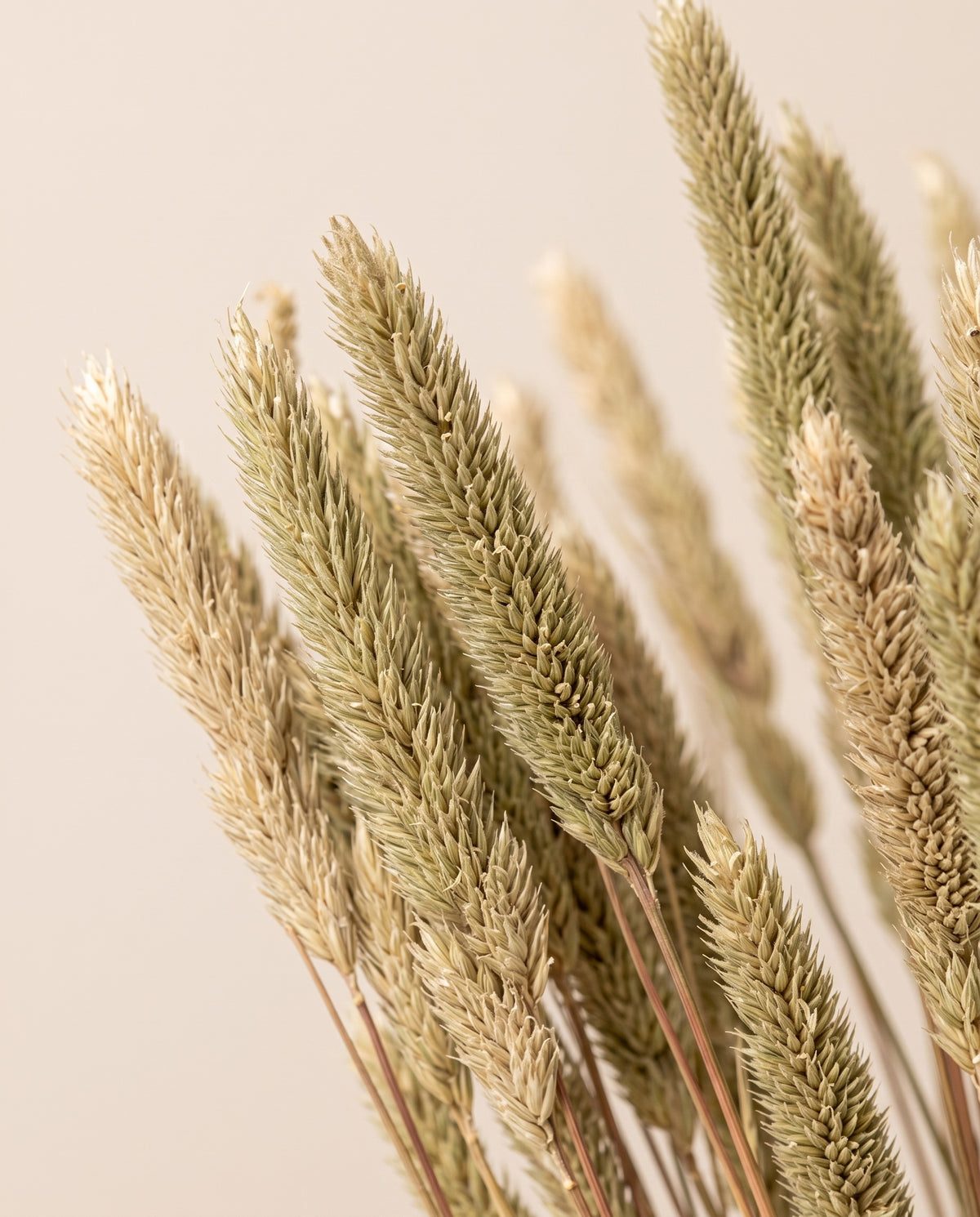 Detalle de cerca de phleum pratense seco natural.