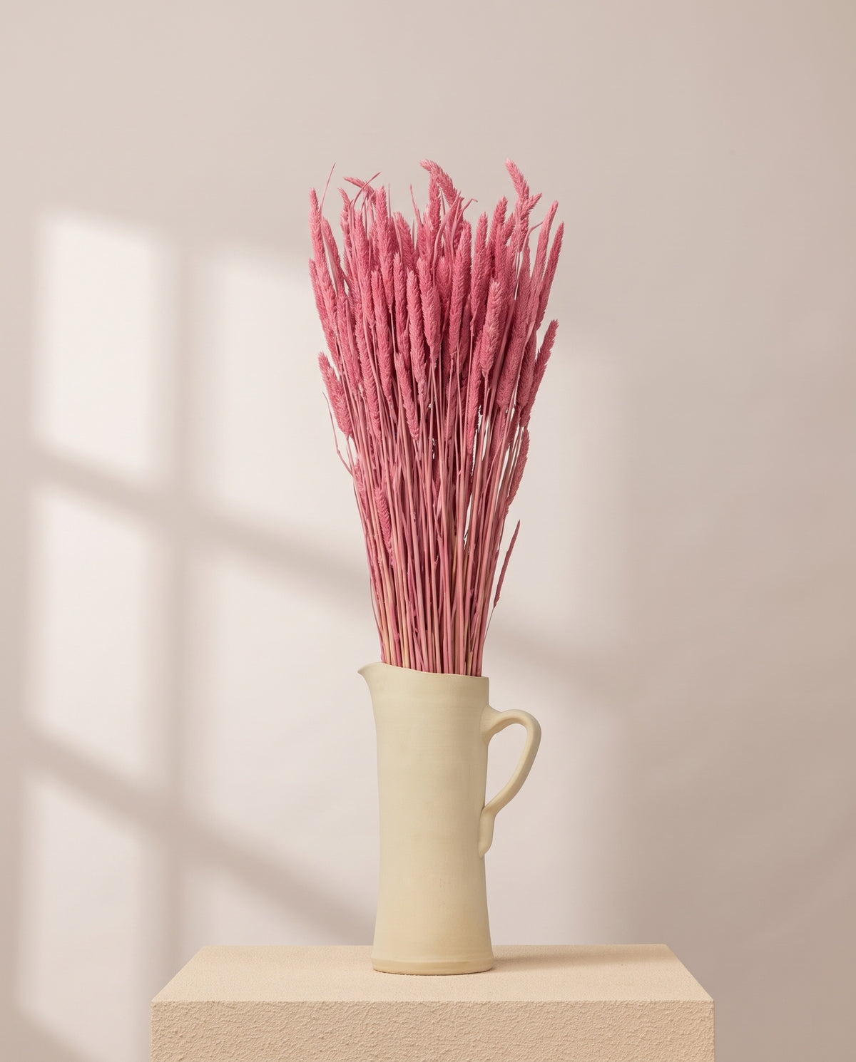 Phleum seco fucsia en una jarra de cerámica crema. Jarra no incluida.