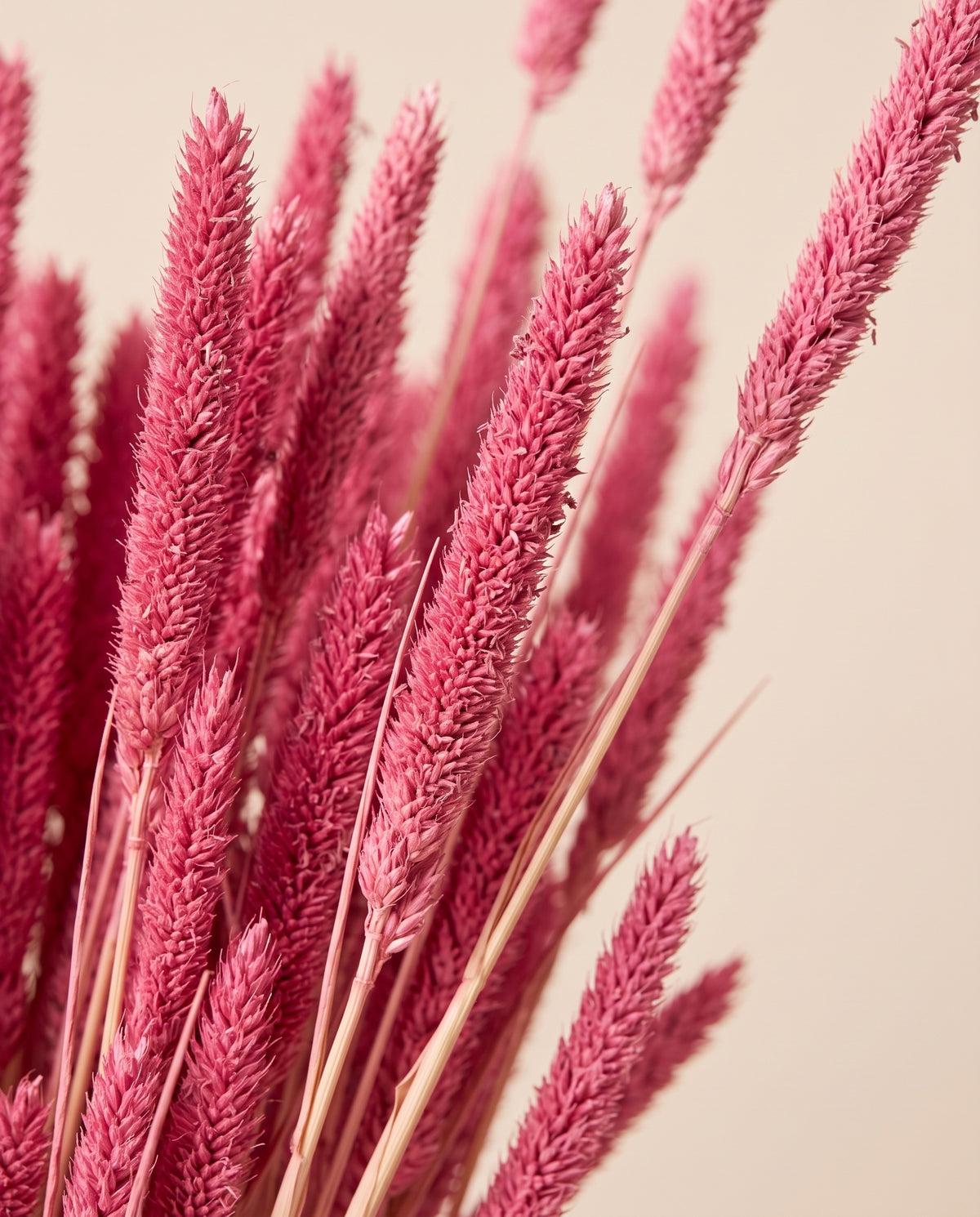 Detalle de cerca de phleum seco fucsia.
