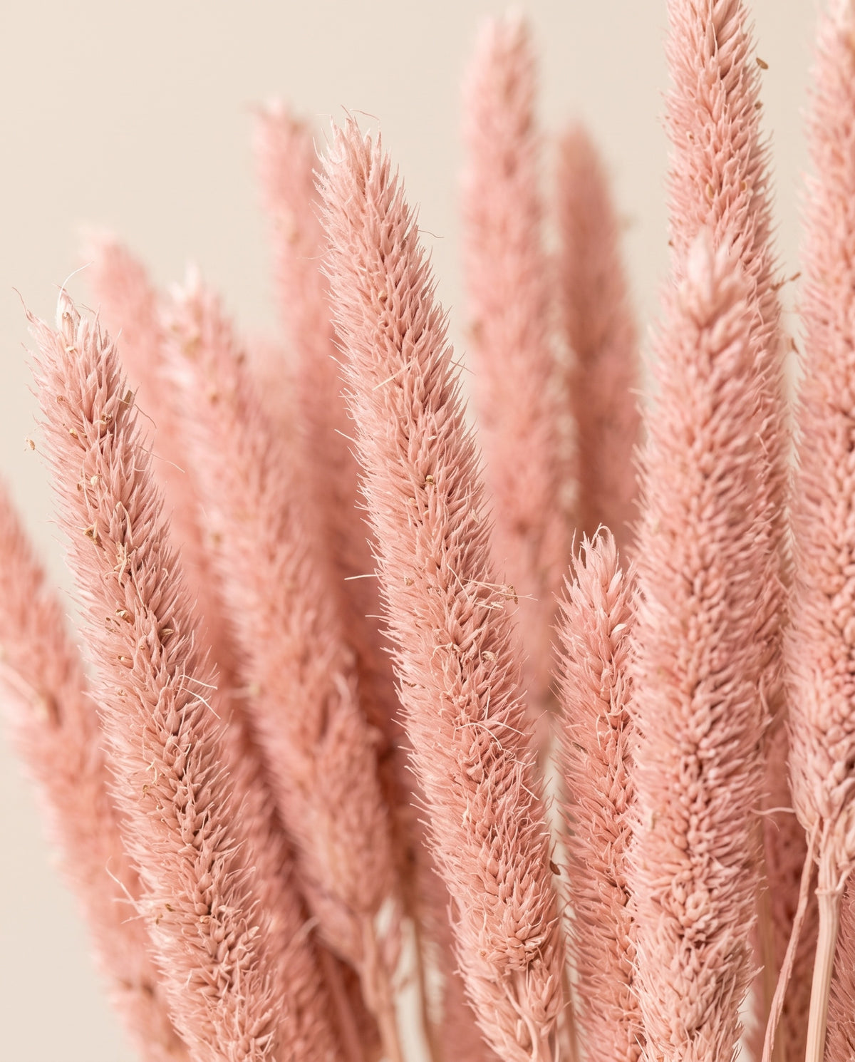 Detalle de cerca de phleum seco rosa.