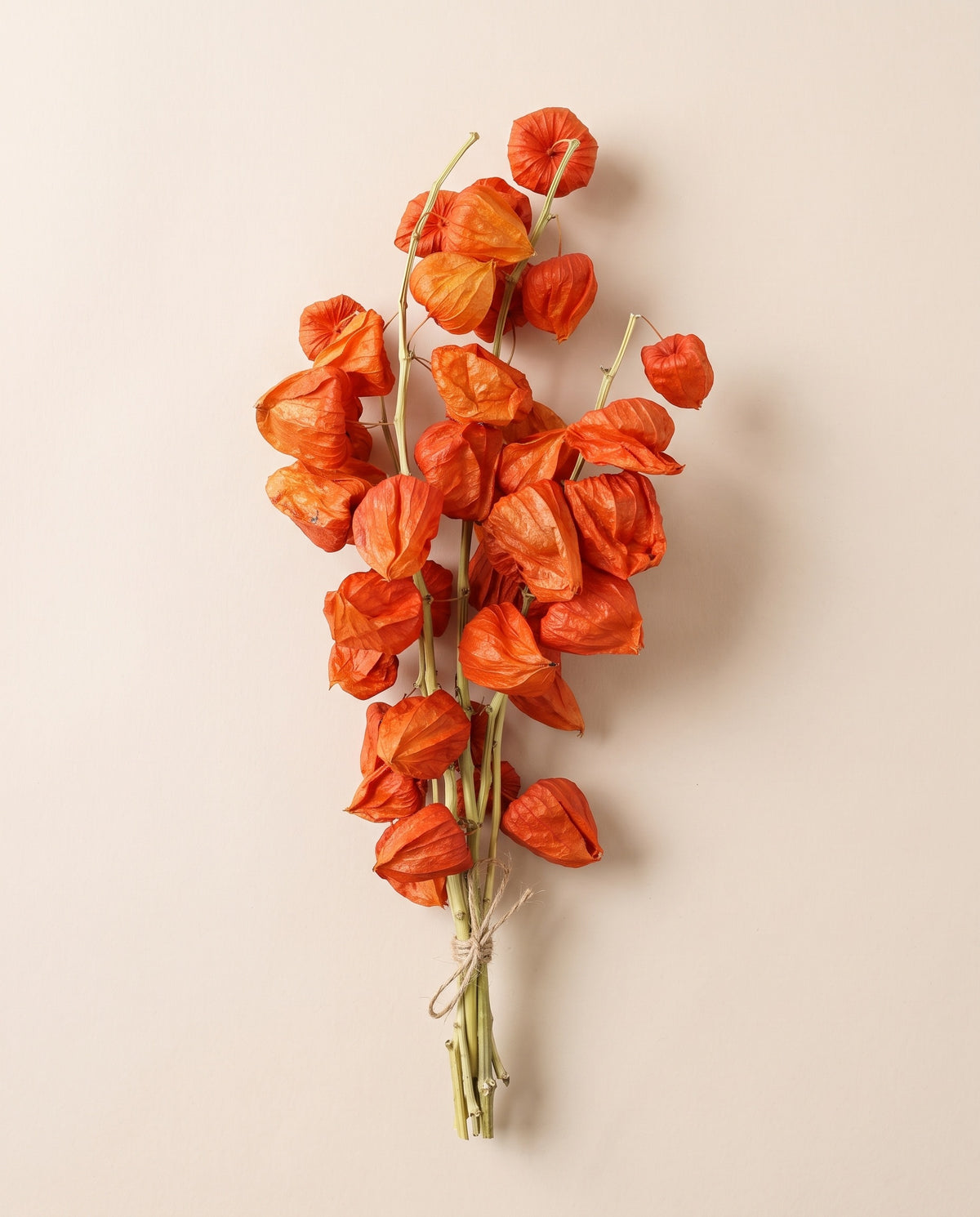 Physalis seca naranja