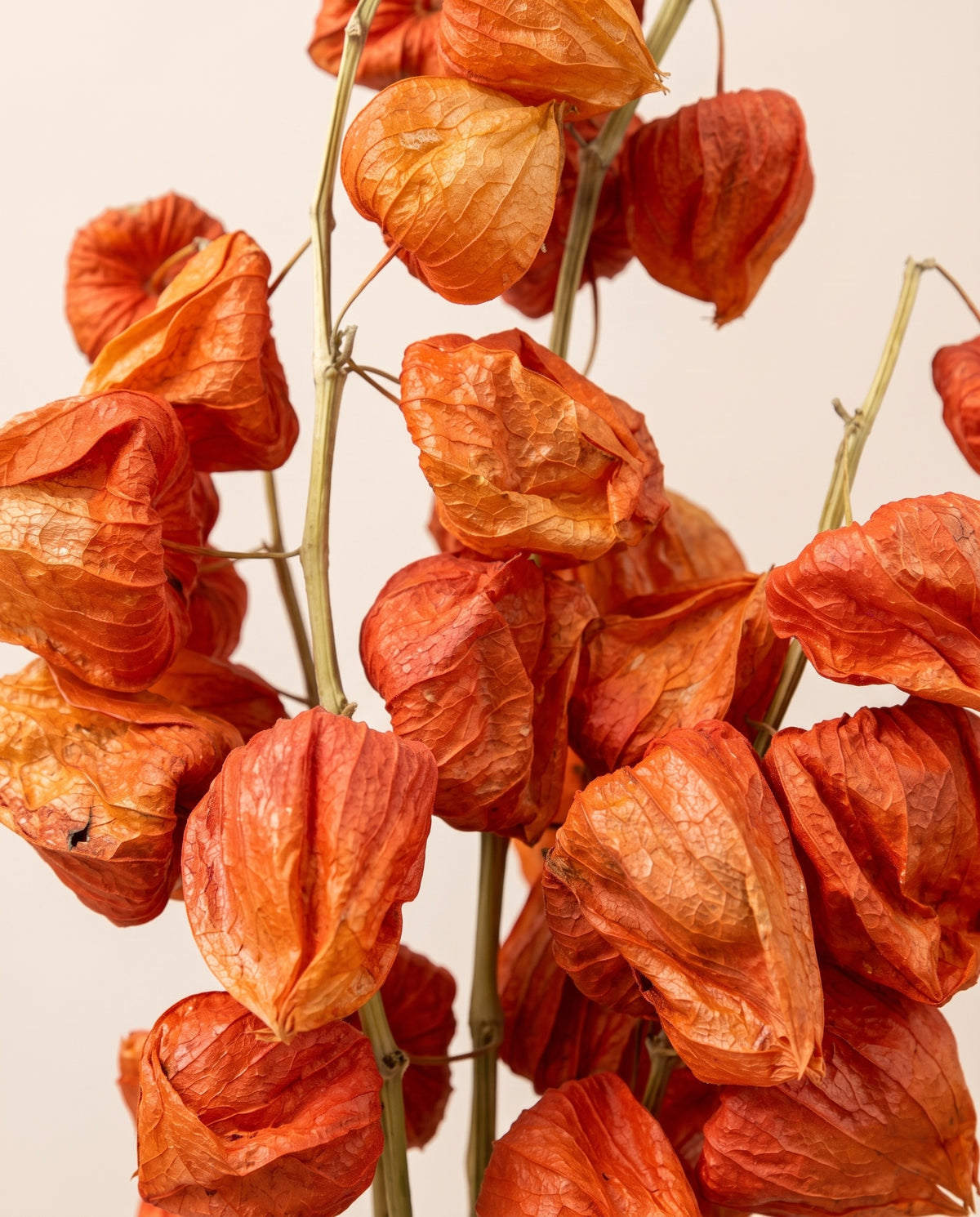 Detalle de cerca de physalis seca naranja.