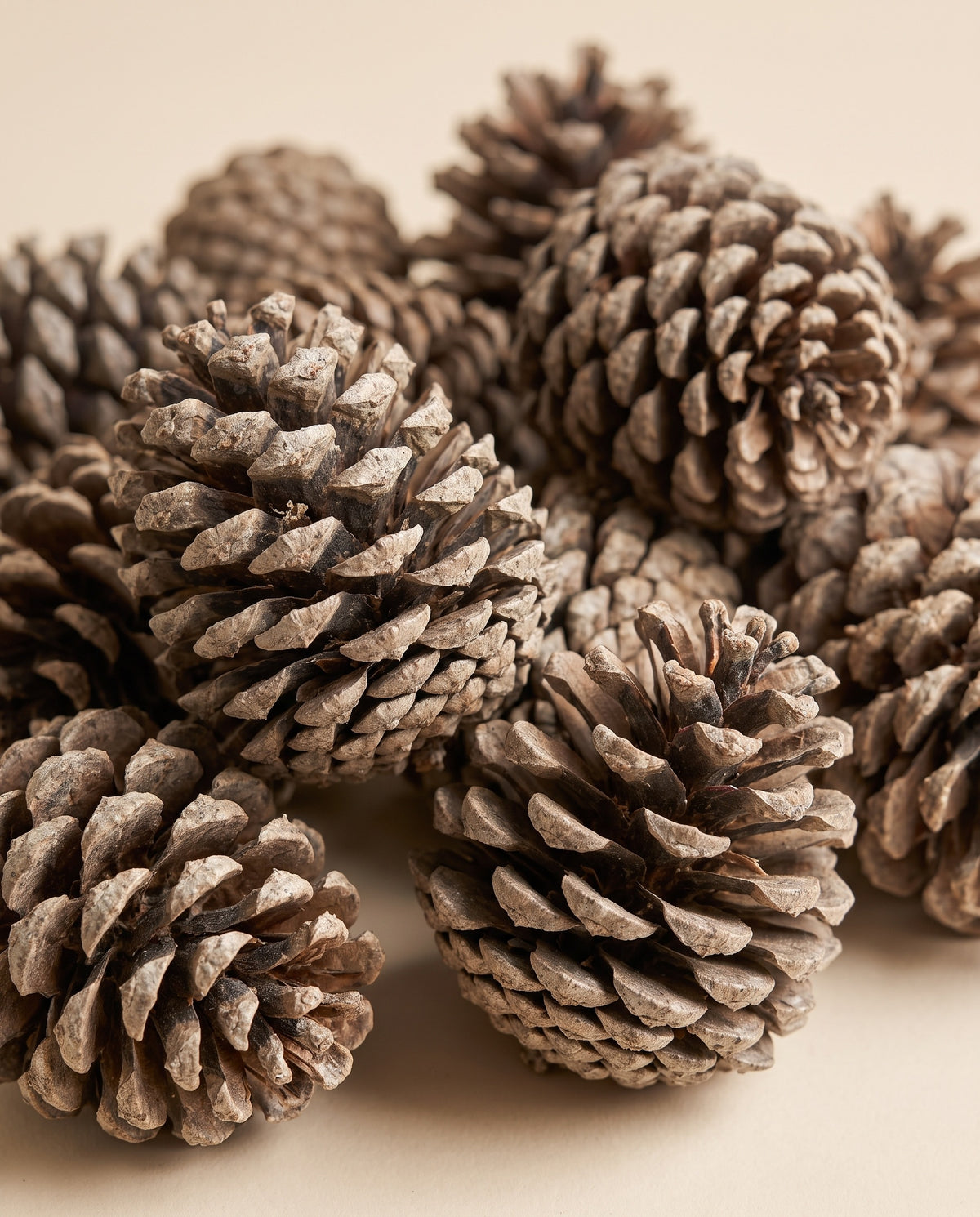 Detalle de cerca: piñas secas grandes de 14 a 16 cm.