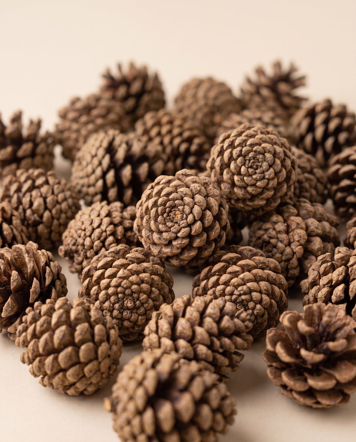 Detalle de cerca: piñas secas mini de 3 a 7 cm.