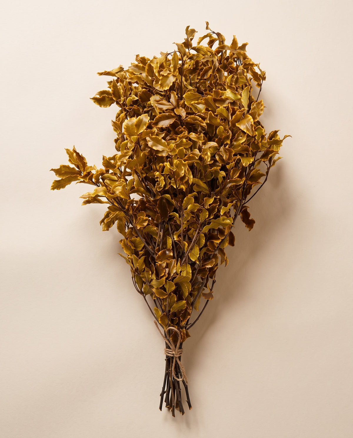 Pittosporum preservado amarillo, mazo visto desde arriba