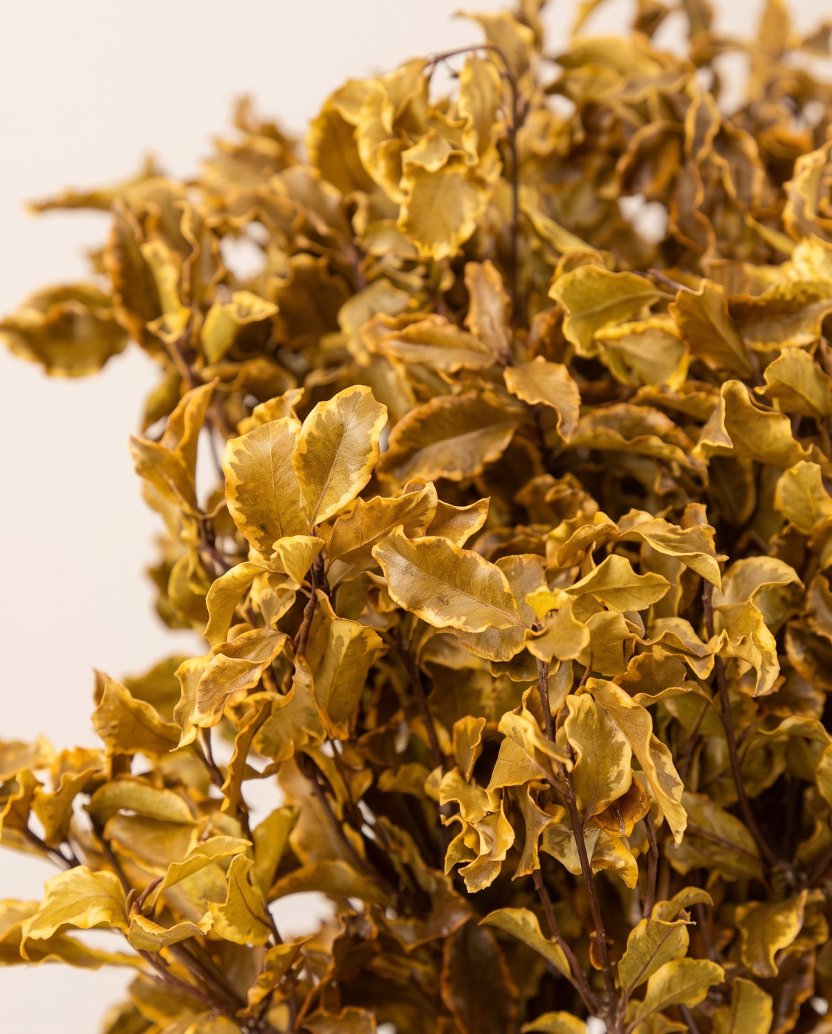 Detalle de cerca de pittosporum preservado amarillo