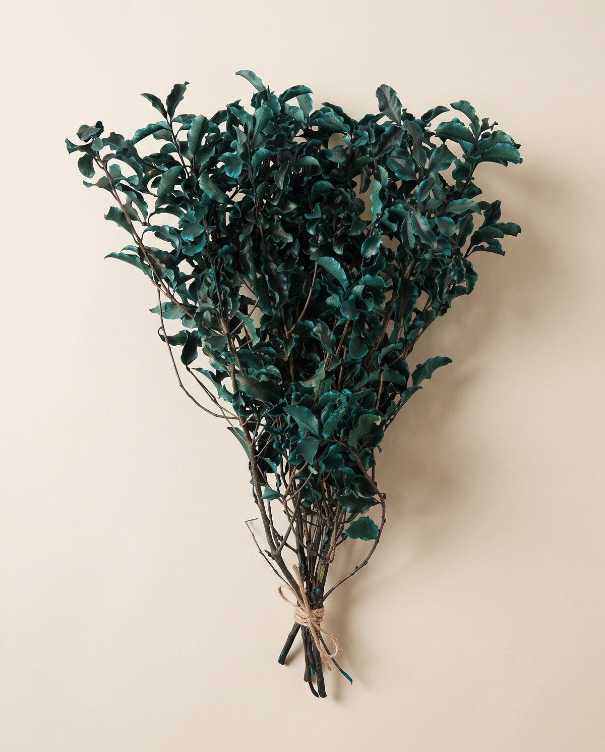 Pittosporum preservado azul, mazo visto desde arriba