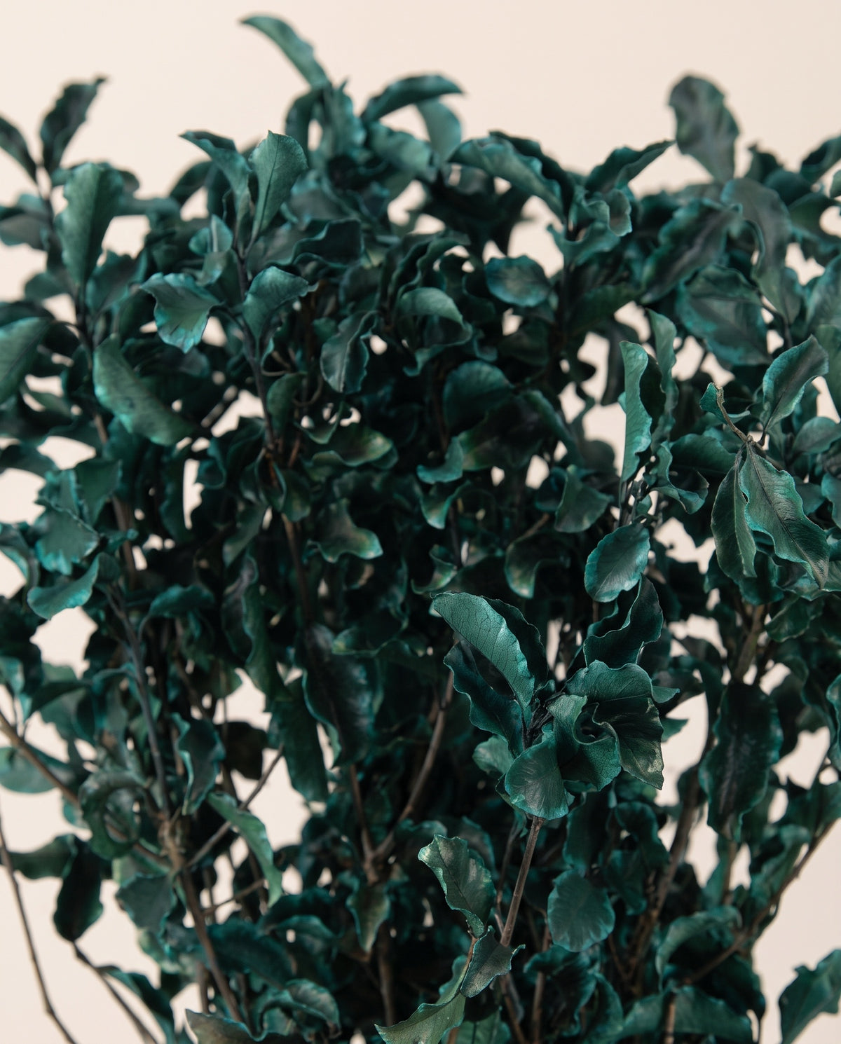 Detalle de cerca de pittosporum preservado azul