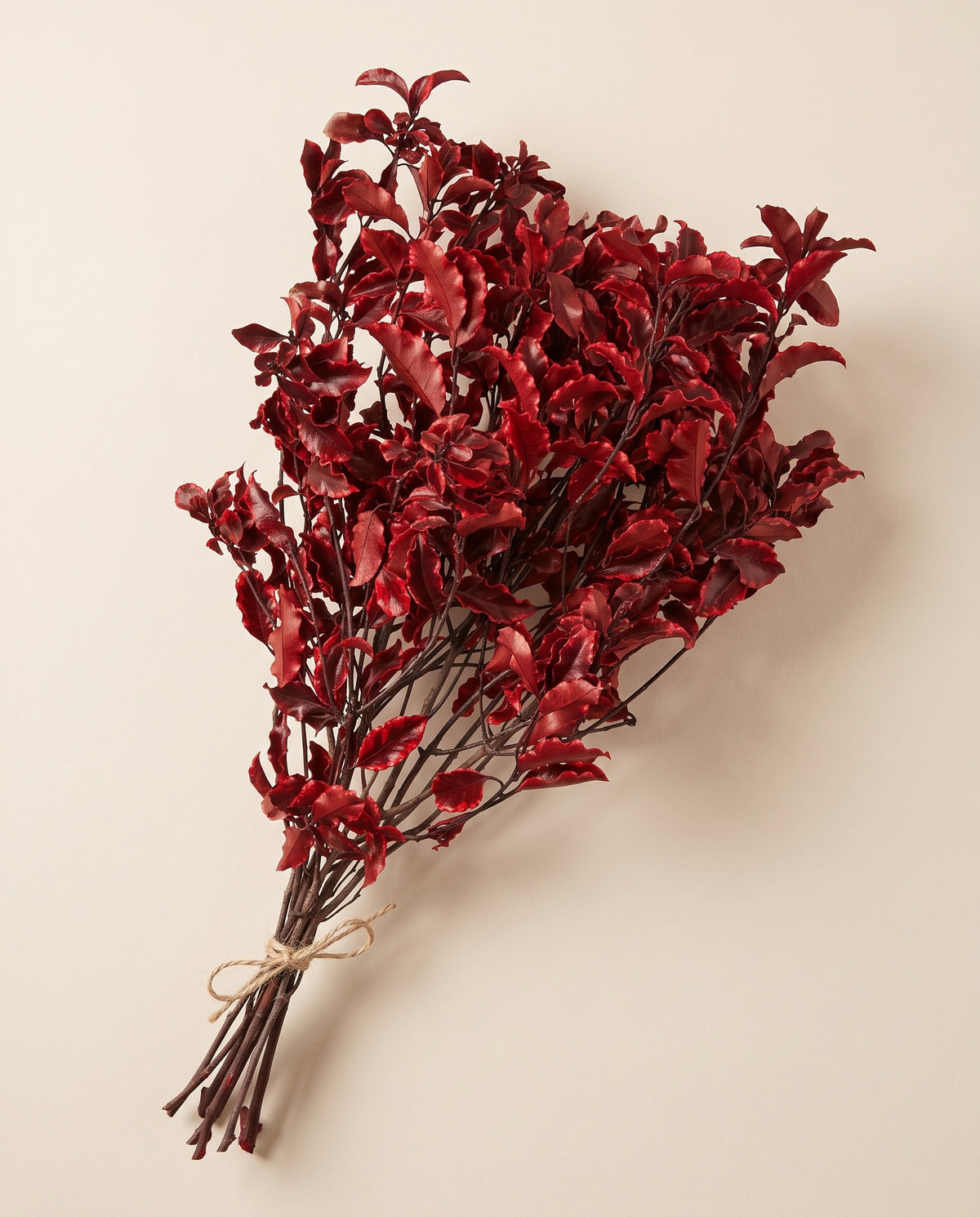 Pittosporum preservado rojo, mazo visto desde arriba