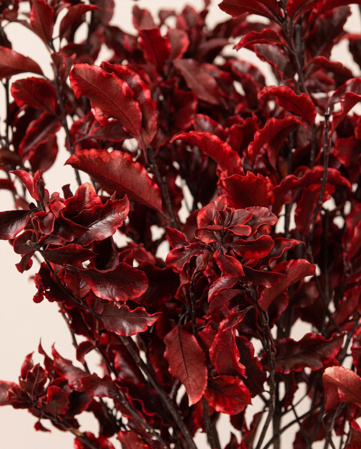 Detalle de cerca de pittosporum preservado rojo