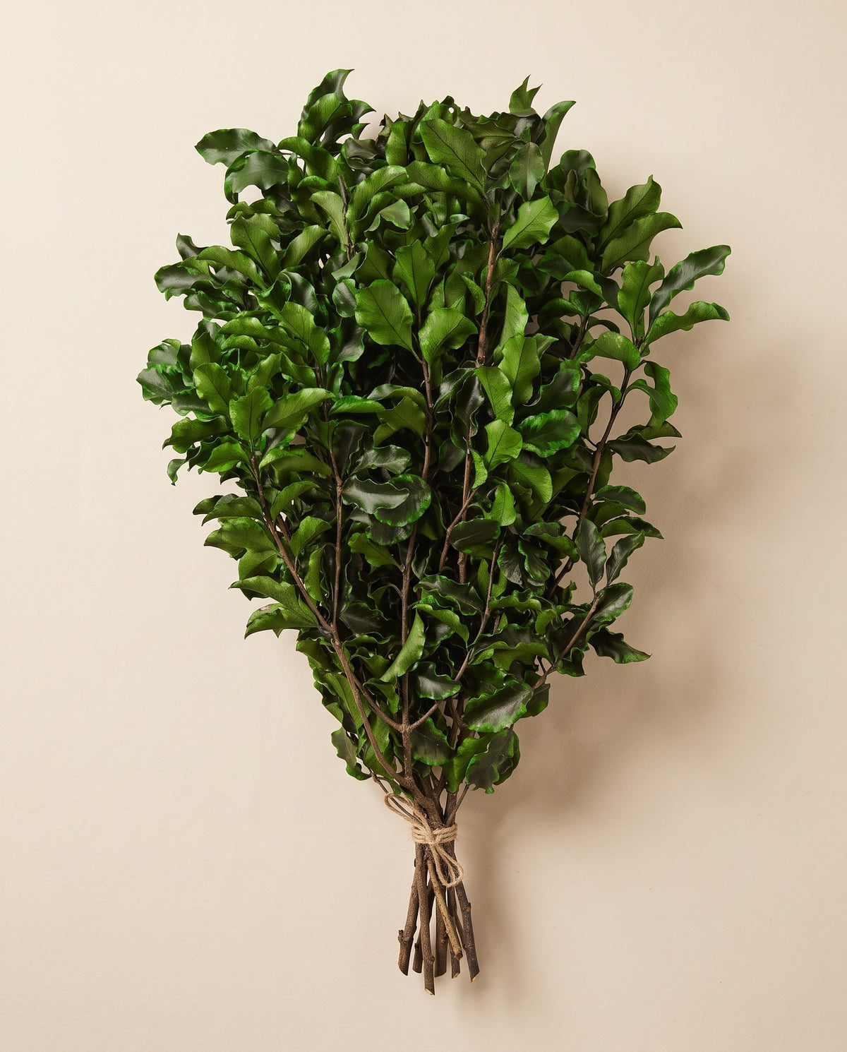Pittosporum preservado verde, mazo visto desde arriba