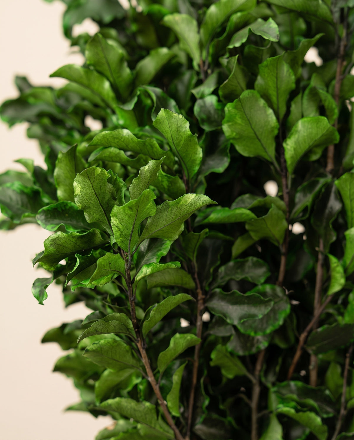 Detalle de cerca de pittosporum preservado verde