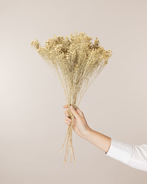 Broom bloom seco blanco (mazo)