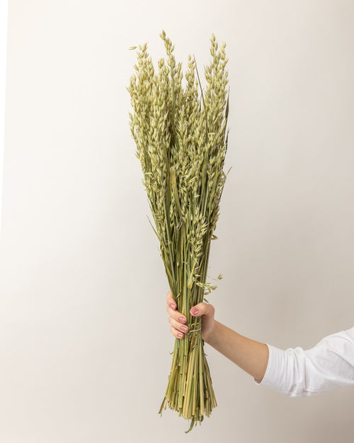 Avena seca natural (mazo)