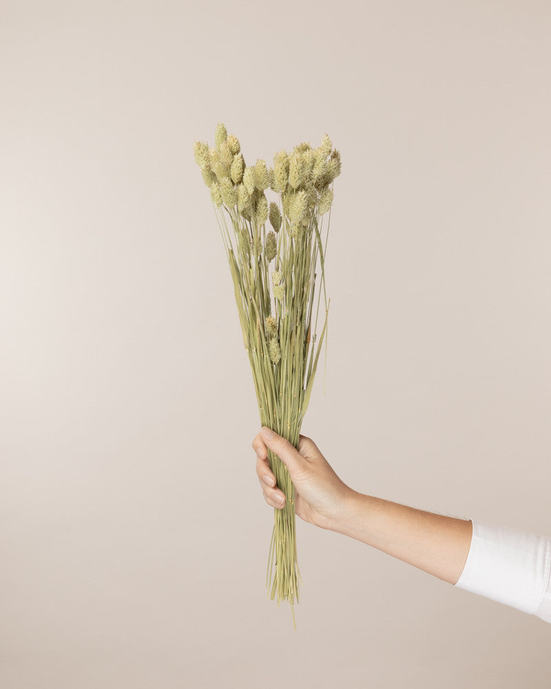 Phalaris seco natural premium
