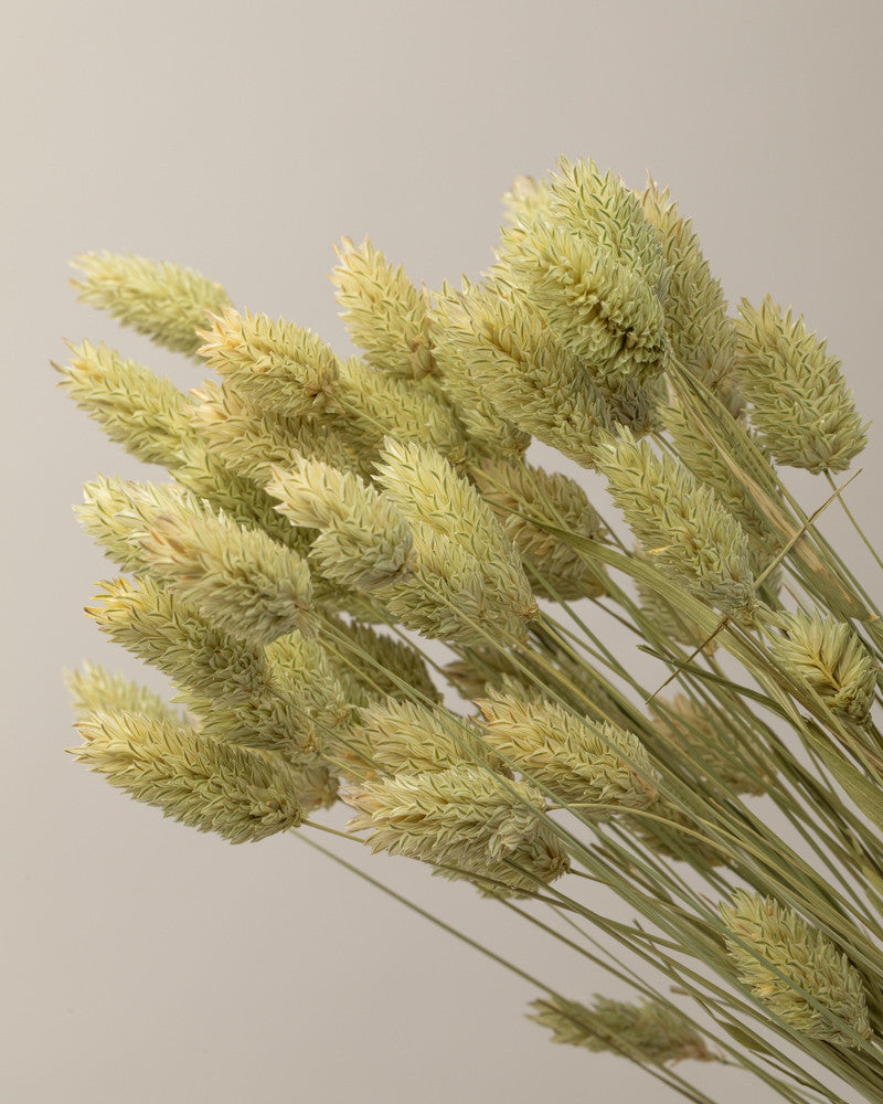 Phalaris seco natural premium