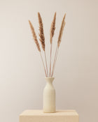 Penachos de pampas Jaxx Nature secos - cor natural