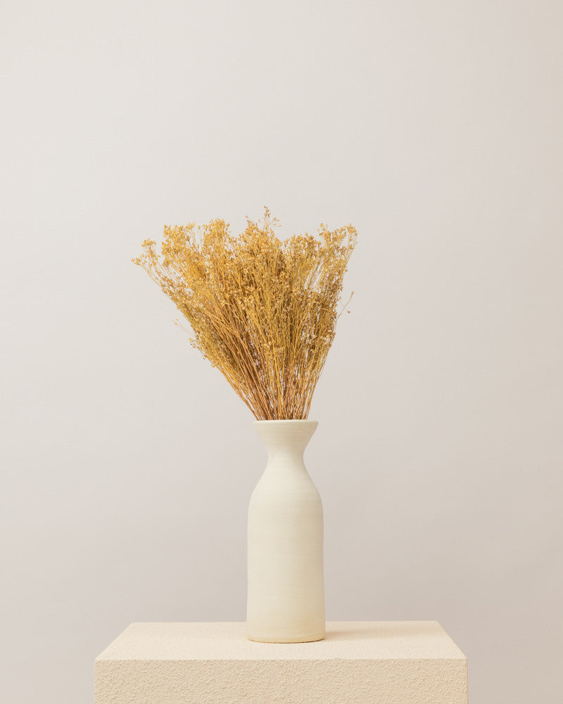 Broom bloom seco natural Premium