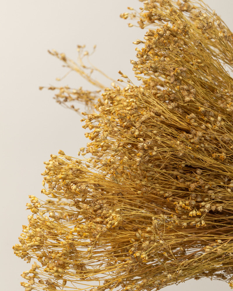 Broom bloom seco natural Premium