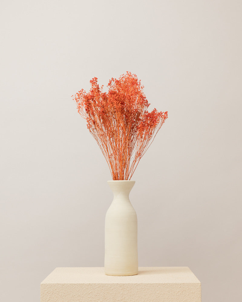 Broom bloom seco naranja Premium