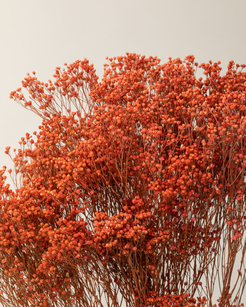 Broom bloom seco naranja Premium