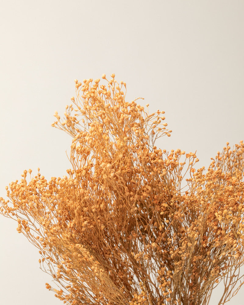 Broom bloom seco Coral Premium